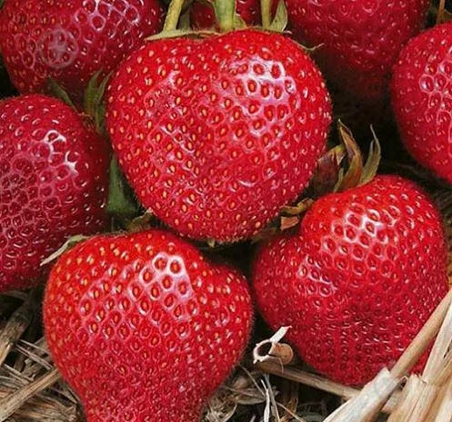 Садженці полуниці альба і румба- фото № 1