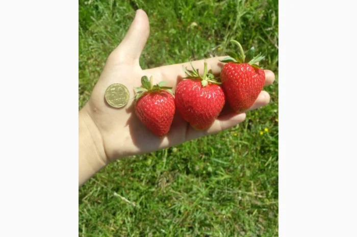 Продам розсаду полуниці- фото № 1