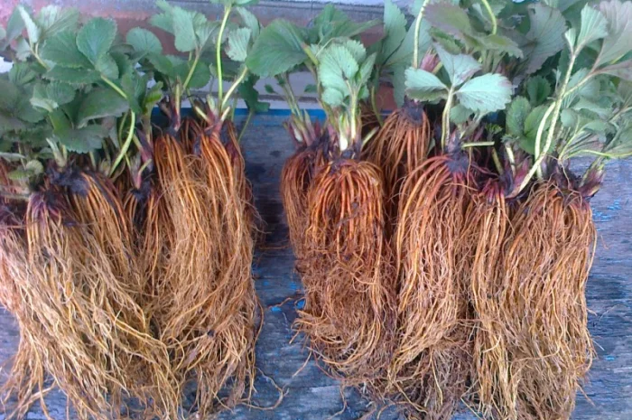 Розсада клубніки- фото № 1