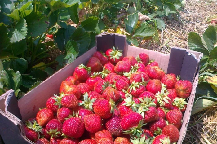 Розсада клубніки- фото № 2