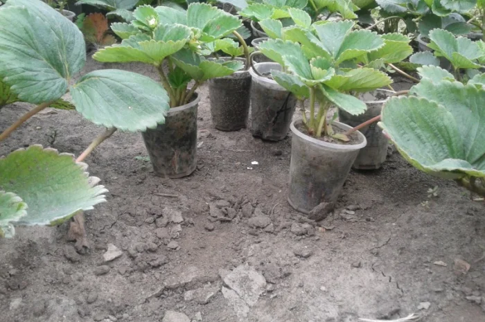 Розсада клубніки- фото № 3