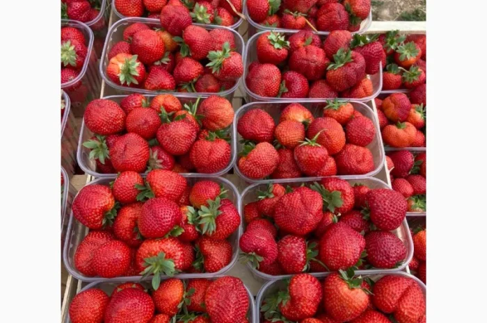 Саджанці полуниці безліч сортів- фото № 1