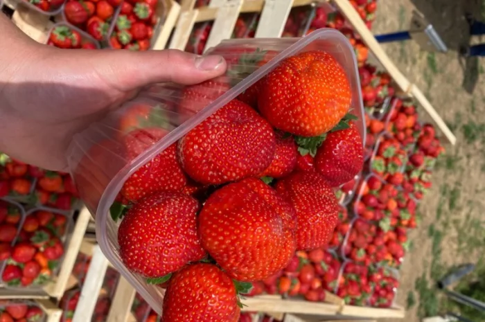 Саджанці полуниці безліч сортів- фото № 2