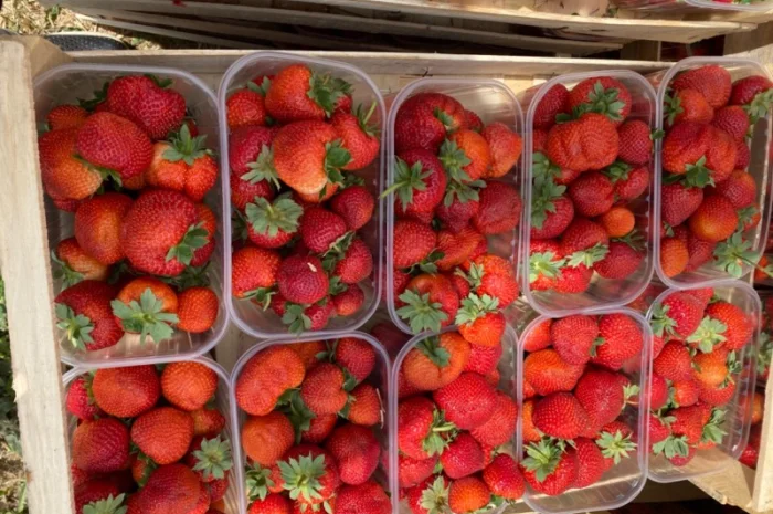 Саджанці полуниці безліч сортів- фото № 3