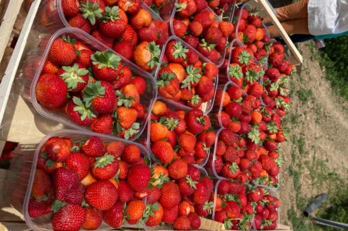 Саджанці полуниці безліч сортів- фото № 4