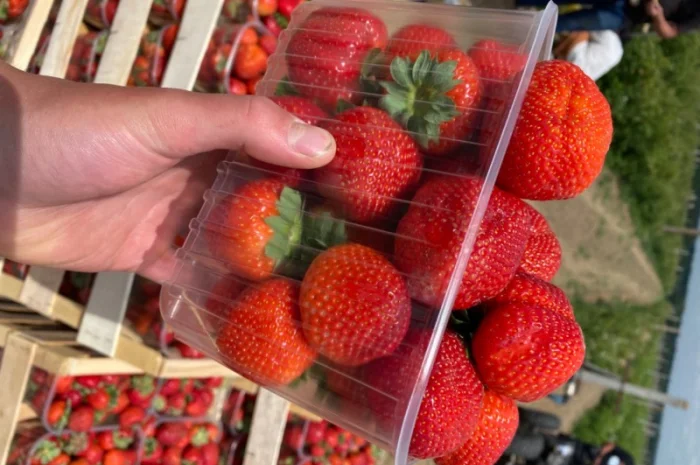 Саджанці полуниці безліч сортів- фото № 5