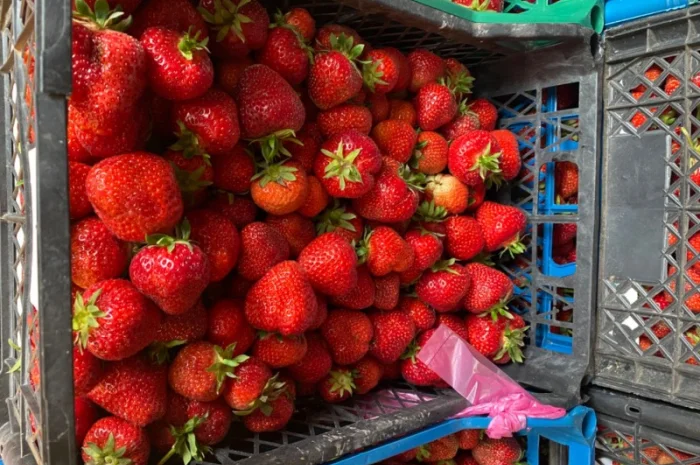 Саджанці полуниці безліч сортів- фото № 6