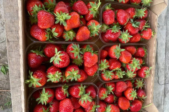 Саджанці полуниці безліч сортів- фото № 7