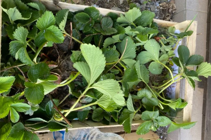 Саджанці полуниці безліч сортів- фото № 8