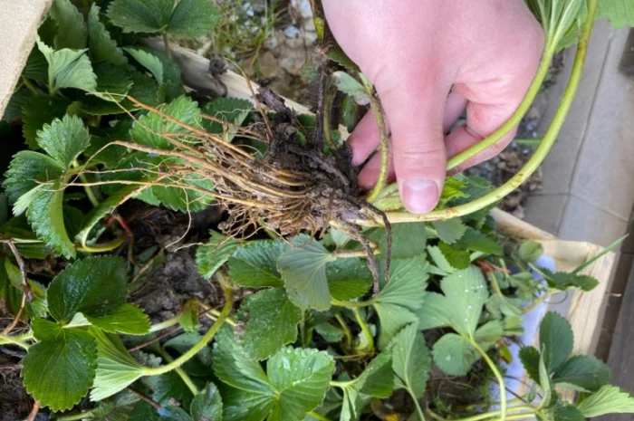 Саджанці полуниці безліч сортів- фото № 9