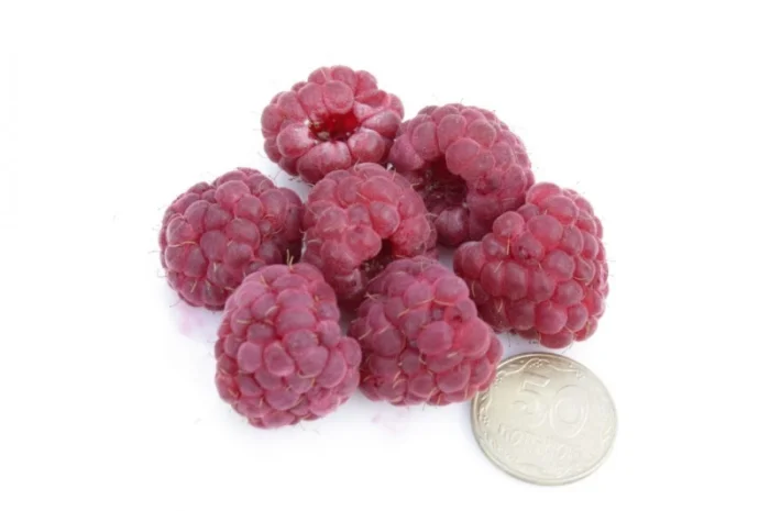 Саженцы малины ремонтантного сорта "Княгиня"- фото № 1