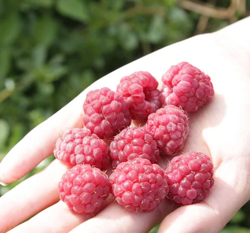 Саженцы малины ремонтантного сорта "Княгиня"- фото № 2