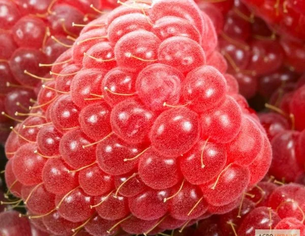 Саженцы малины сорта Брусвяна в продаже- фото № 1