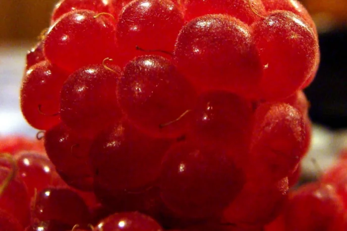 Продаж саженців малини Глен Ампл та Глен Файн- фото № 1