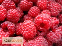 Саженцы малины Брусвяна Зюгана Полка в продаже- фото № 1