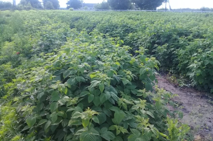 Саженцы малины Брусвяна Зюгана Полка в продаже- фото № 2