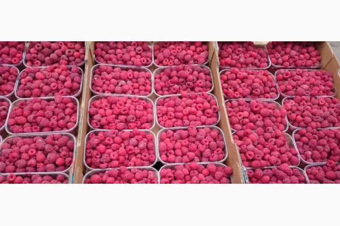 Продаж Малина саджанці сорту Атлант полана Зюгана ще 15 сортів- фото № 1