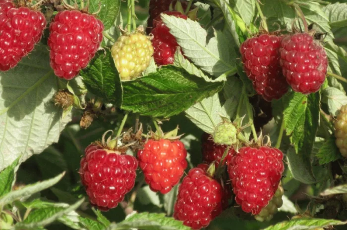 Продаются саженцы малины сортов Атлант, Полана, Зюгана и другие- фото № 2