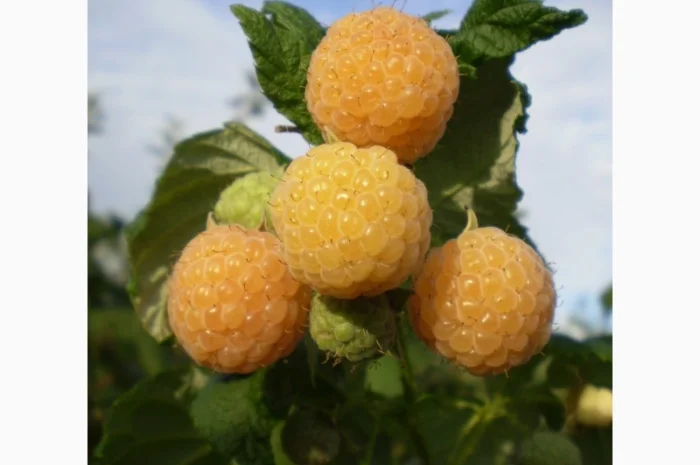 Саджанці ремонтантної жовтої малини Ранкова роса (з шипами)- фото № 1