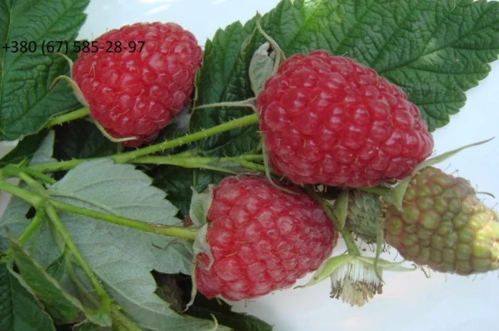 Саженцы Малины Брусвяна Полана Зюгана- фото № 1