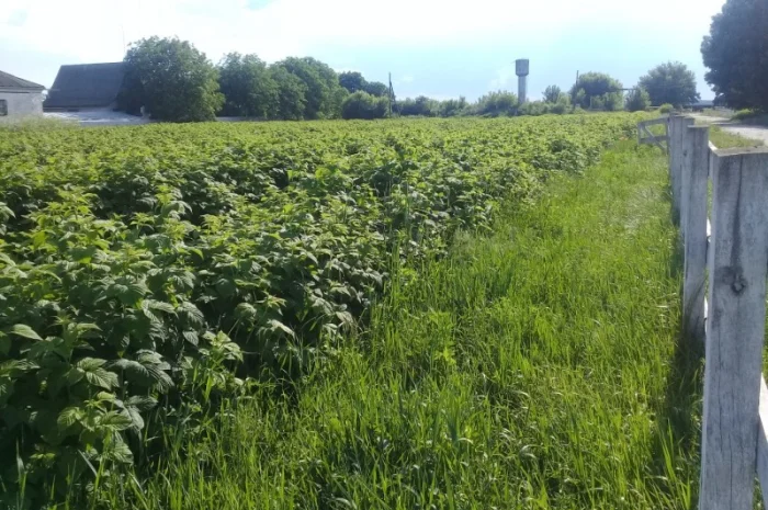 Саженцы Малины Брусвяна Полана Зюгана- фото № 2