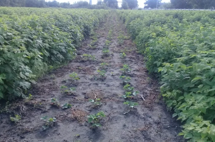 Саженцы Малины Брусвяна Полана Зюгана- фото № 3