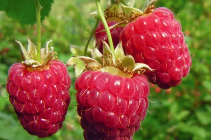 Саженцы малины Крепыш – разнообразие сортов- фото № 2