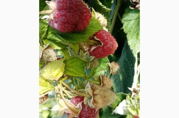 Саженцы малины Крепыш – разнообразие сортов- фото № 3