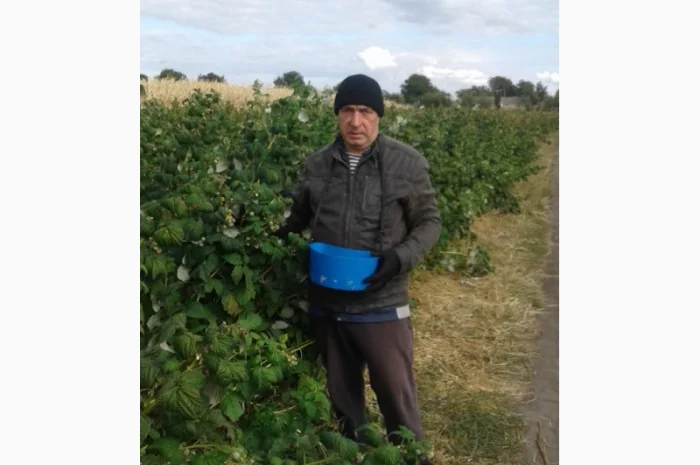 Саженцы ремонтантной малины ЗЕВА в продаже- фото № 3