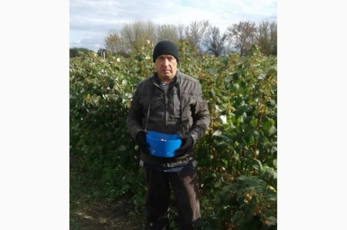 Саженцы ремонтантной малины ЗЕВА в продаже- фото № 4