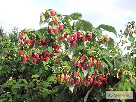 Продам саженцы малины, сорт Полка, Полана, Зюгана, Лячка- фото № 2