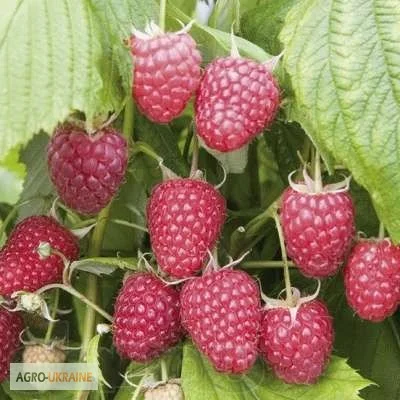 Продам саженцы малины, сорт Полка, Полана, Зюгана, Лячка- фото № 2