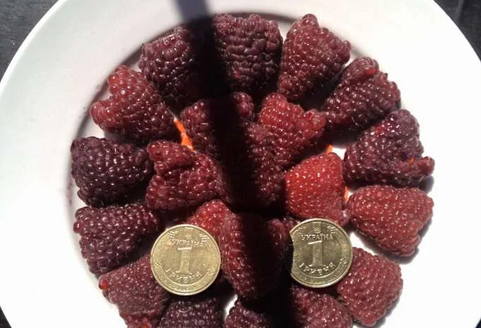 Продаются саженцы малины сорта Зюгана Полка Полана- фото № 1