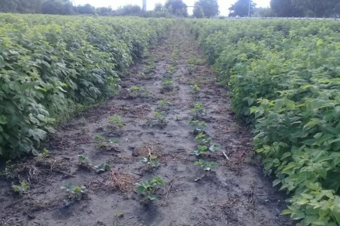 Продаются саженцы малины сорта Зюгана Полка Полана- фото № 2