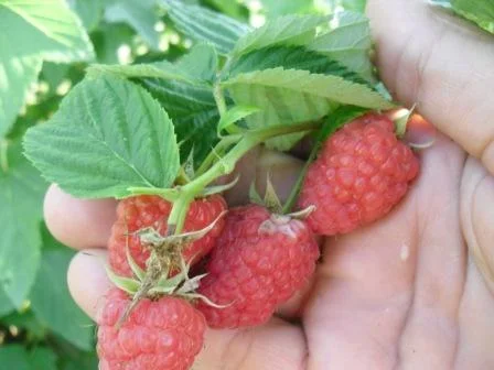 Саджанці ремонтантної малини Брусвяна- фото № 3