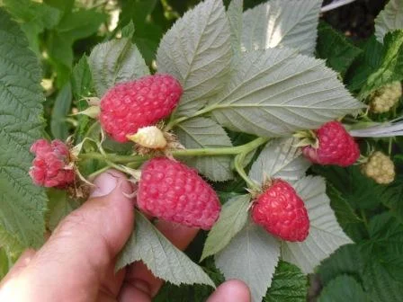 Саджанці ремонтантної малини Брусвяна- фото № 7