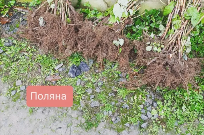 Продаю оптом саджанці високоврожайної ремонтантної малини- фото № 3