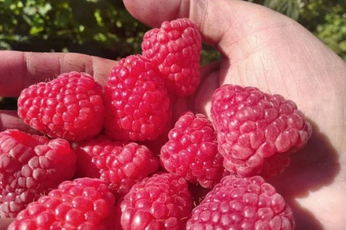 Продается Саженцы малины сорта Маравилла (Maravilla)- фото № 1