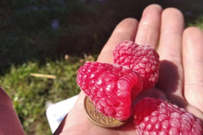 Продается Саженцы малины сорта Маравилла (Maravilla)- фото № 3