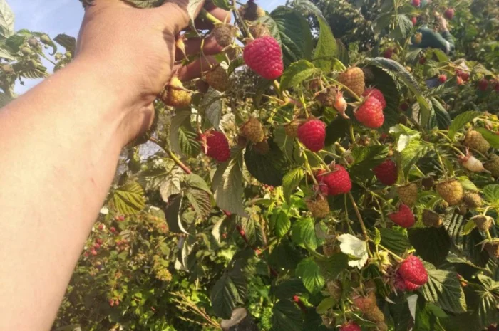 Продается Саженцы малины сорта Маравилла (Maravilla)- фото № 4