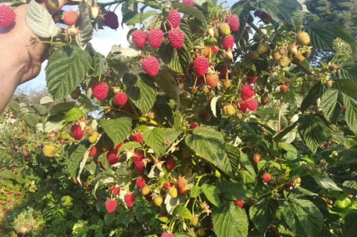 Продается Саженцы малины сорта Маравилла (Maravilla)- фото № 5