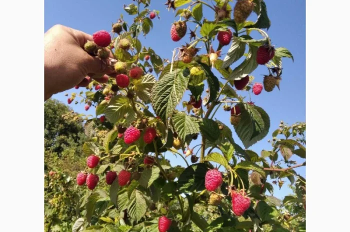 Продается Саженцы малины сорта Маравилла (Maravilla)- фото № 7