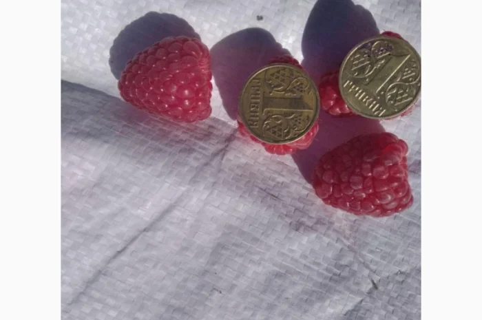 Продается Саженцы малины сорта Маравилла (Maravilla)- фото № 8