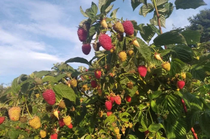 Продается Саженцы малины сорта Маравилла (Maravilla)- фото № 9