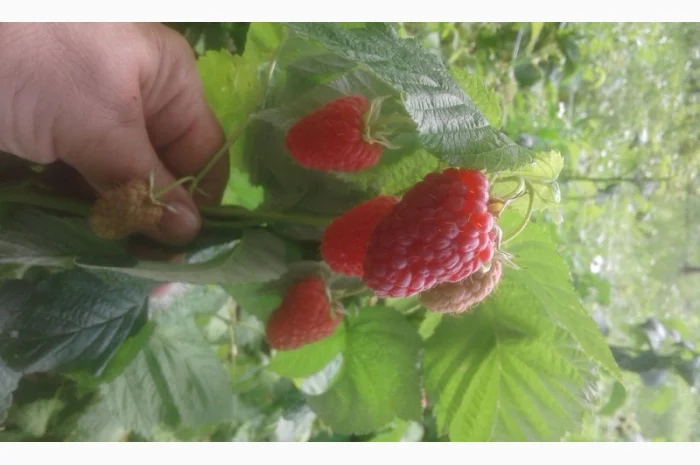 Саджинці малини- фото № 1