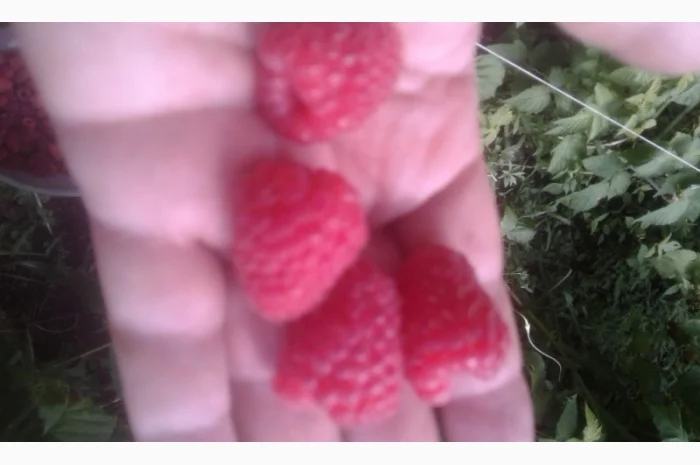 Саджинці малини- фото № 2