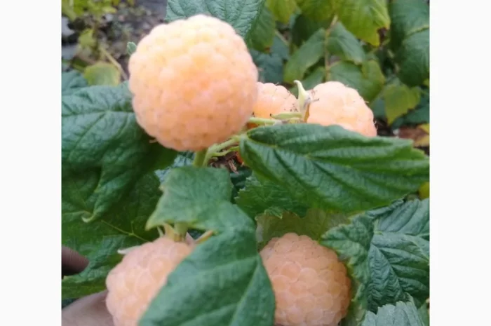 Саженцы малины сорта Желтый Гигант- фото № 1