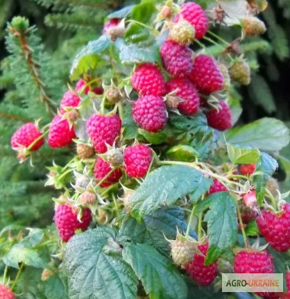 Саджанці малини Бриліантова – елітні сорти- фото № 1