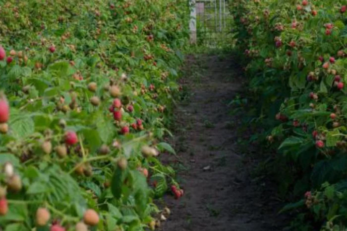 Саджанці малини Бриліантова – елітні сорти- фото № 2