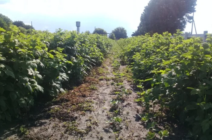 Саджанці малини Бриліантова – елітні сорти- фото № 3